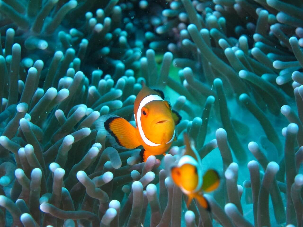 小臭鱼clownfish